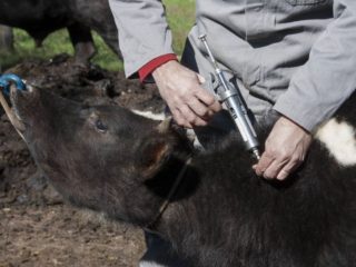 Iniciada a campanha de vacinação contra a febre afotsa