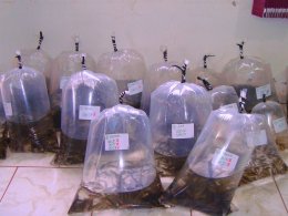 Produtores rurais podem realizar o pedido de alevinos na secretaria de Agricultura