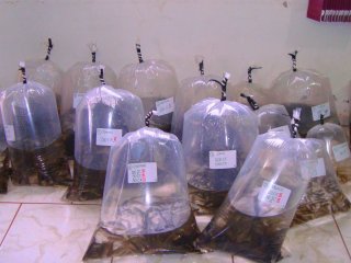 Produtores rurais podem realizar o pedido de alevinos na secretaria de Agricultura