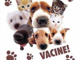 Fique atento: Agosto o mês do cachorro louco!