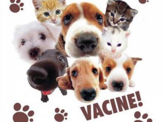 Fique atento: Agosto o mês do cachorro louco!