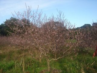 Agricultura: Aberto o período para pedidos de mudas frutíferas