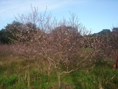 Agricultura: Aberto o período para pedidos de mudas frutíferas