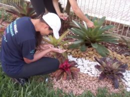 Agentes de saúde realizam nova etapa do levantamento de índice rápido para Aedes Aegypti em Tio Hugo