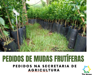 Pedidos de mudas frutíferas na Secretaria de Agricultura