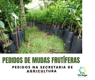 Pedidos de mudas frutíferas na Secretaria de Agricultura