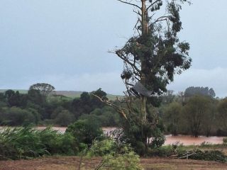 Intenso temporal com vendaval causa a queda de dezenas de árvores na localidade de Polígono do Erval