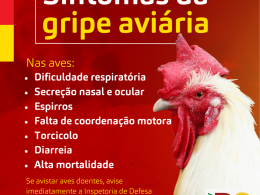 Casos confirmados de Influenza Aviária no RS ligam o sinal de alerta